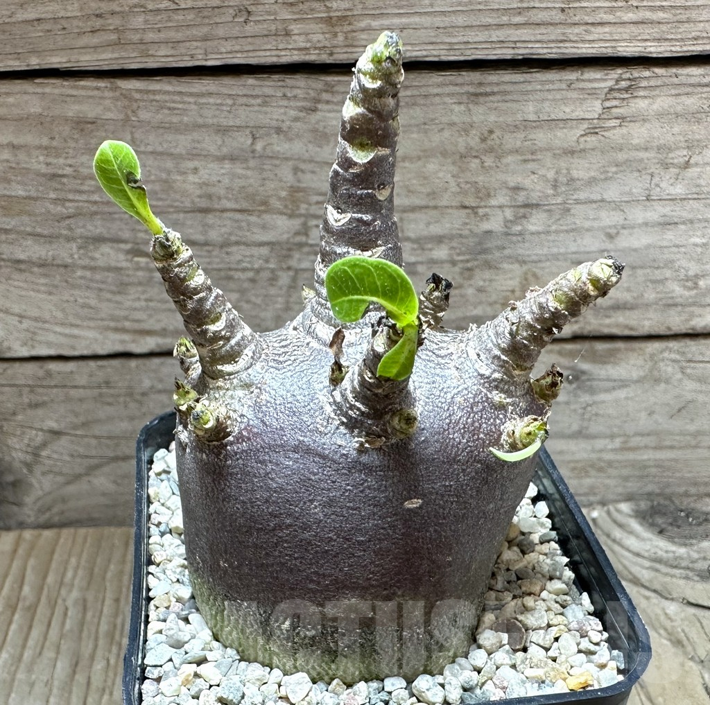 SHPR32798 Adenium arabicum 'Black form'