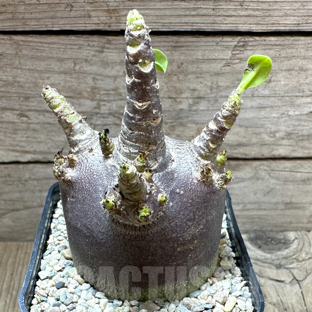 SHPR32798 Adenium arabicum 'Black form' - Image 2