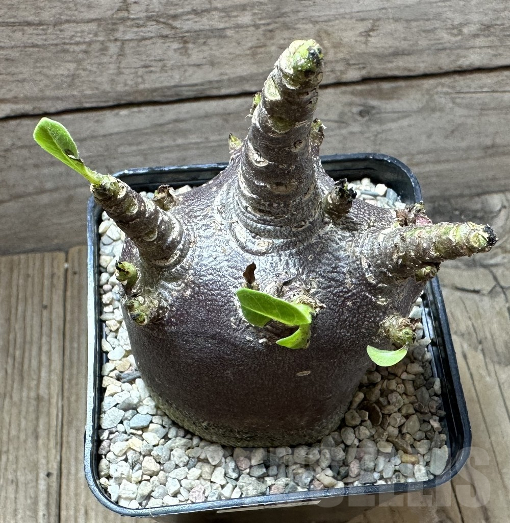 SHPR32798 Adenium arabicum 'Black form' - Image 3