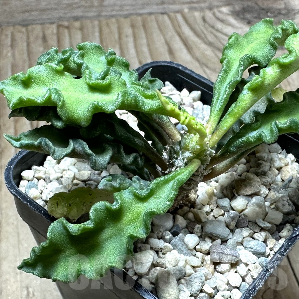 SHPR32800 Euphorbia decaryi v. spirosticha