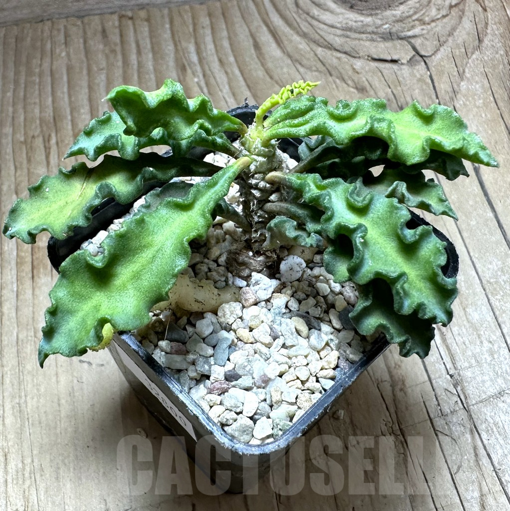 SHPR32800 Euphorbia decaryi v. spirosticha - Image 2