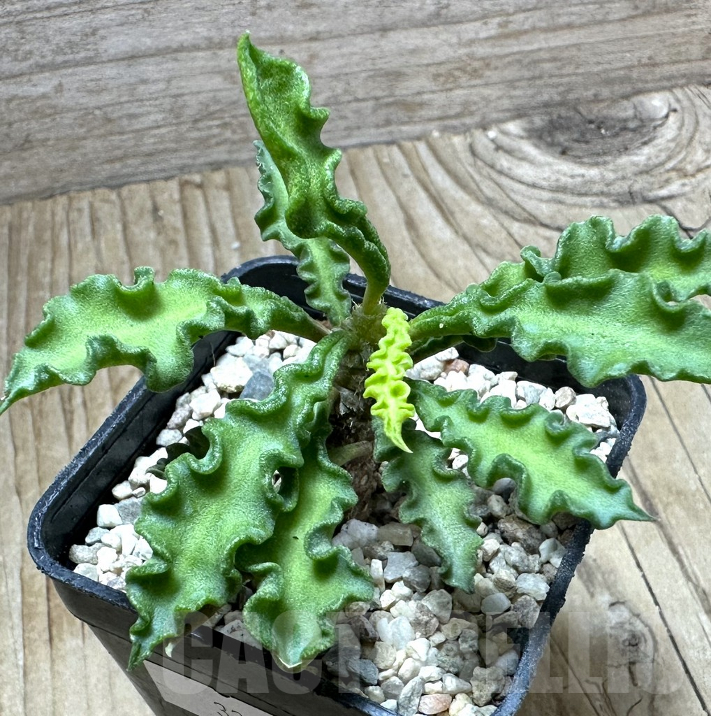 SHPR32803 Euphorbia decaryi v. spirosticha