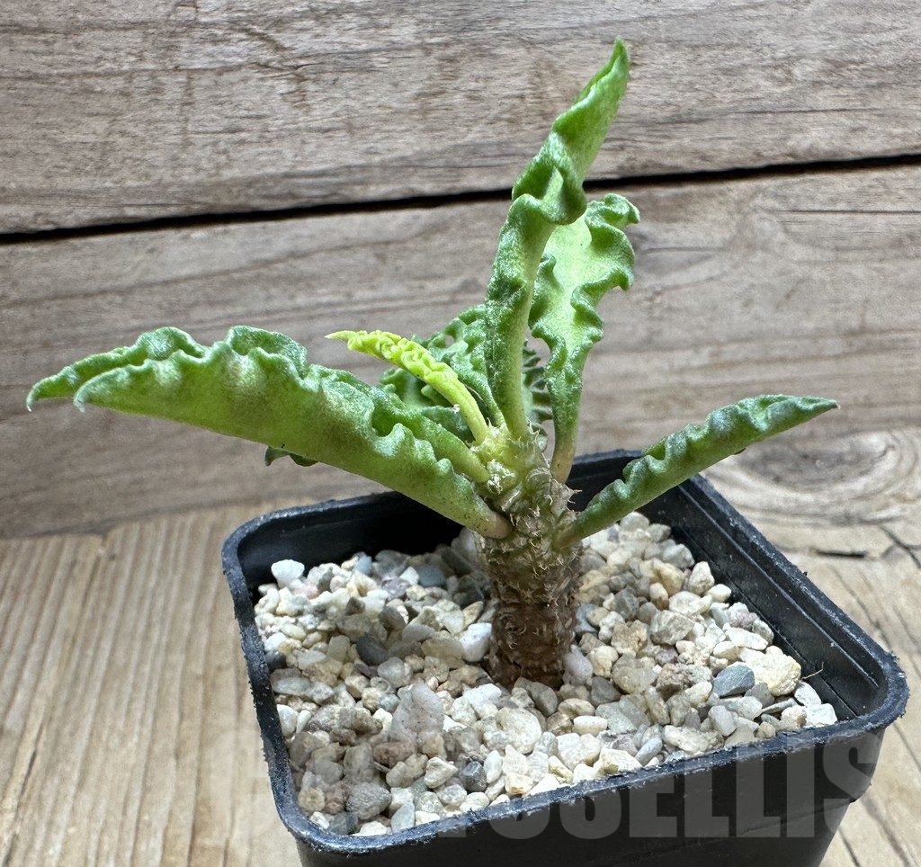 SHPR32803 Euphorbia decaryi v. spirosticha - Image 2