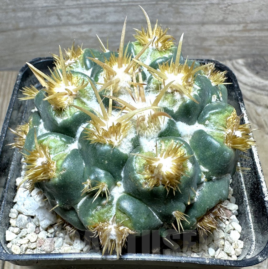 SHPR32806 Coryphantha elephantides f. monstrosa, grafted