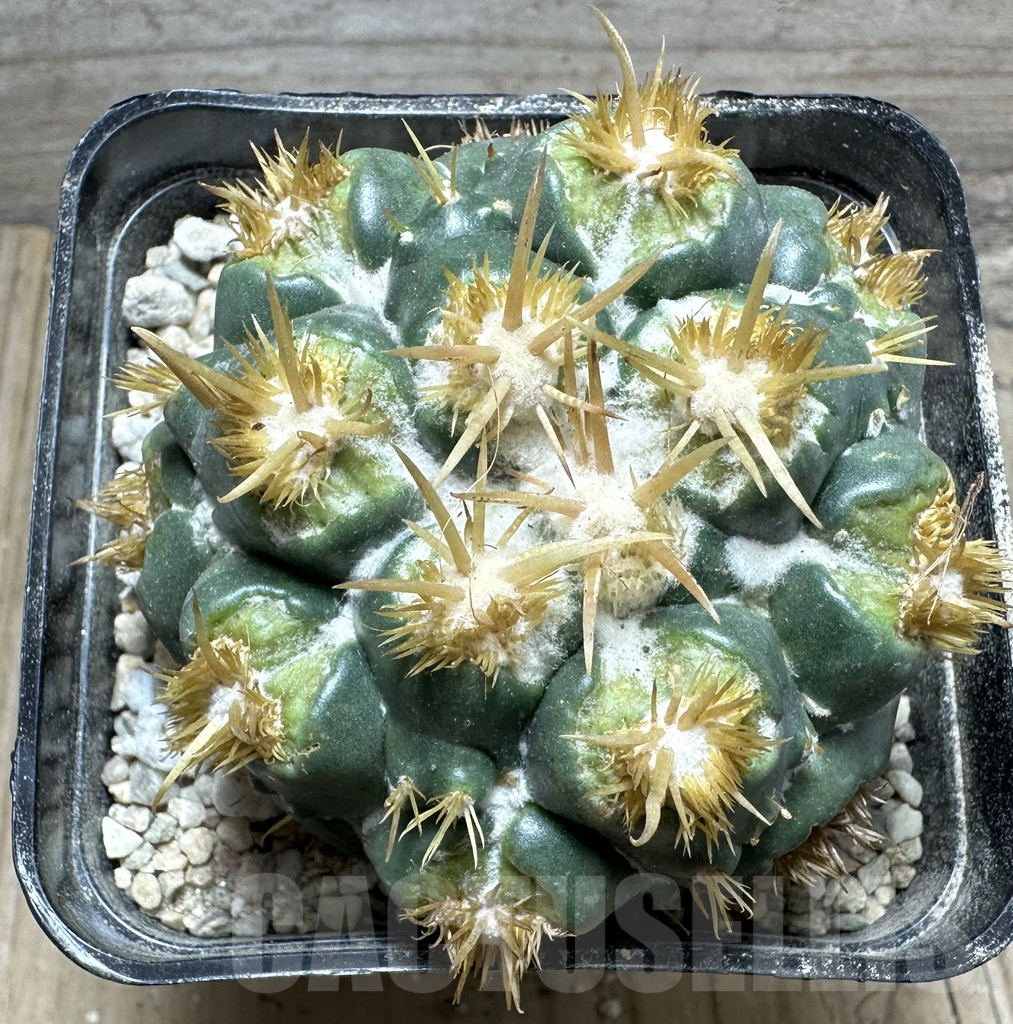 SHPR32806 Coryphantha elephantides f. monstrosa, grafted - immagine 2