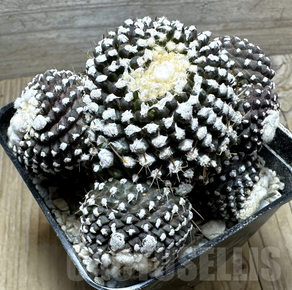 SHPR32807 Copiapoa tenuissima f. monstruosa, grafted