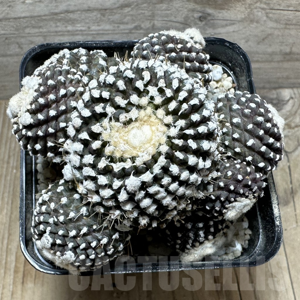 SHPR32807 Copiapoa tenuissima f. monstruosa, grafted - immagine 2