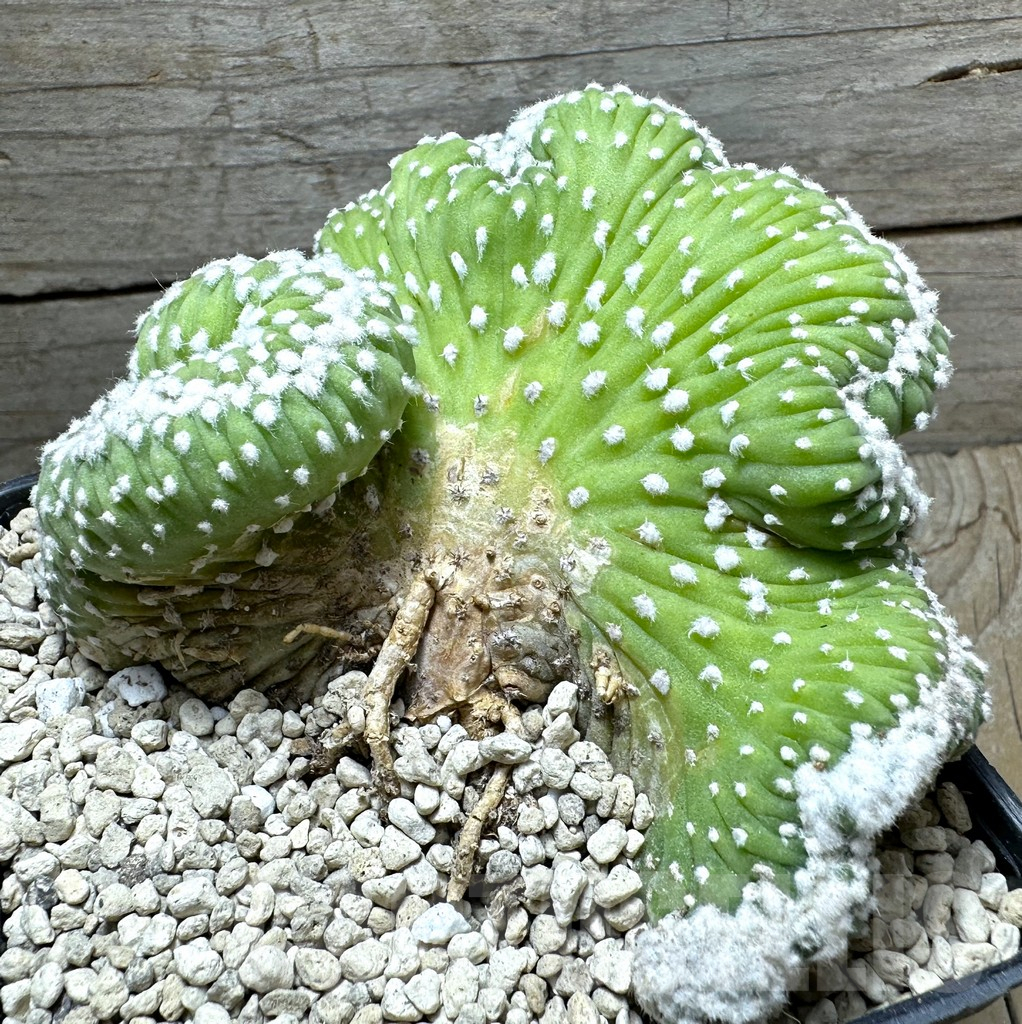 SHPR32809 Echinopsis subdenudata f. cristata