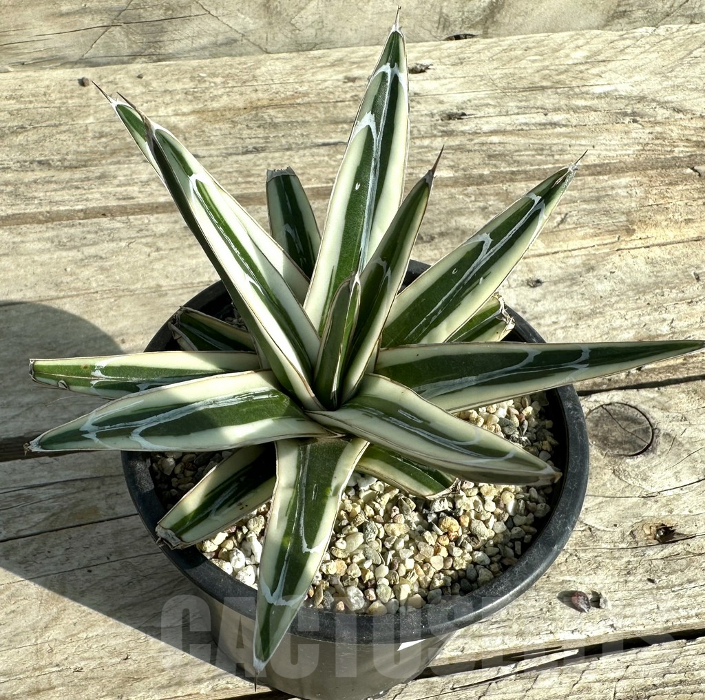 SHPR32810 Agave victoriae-reginae ‘White Rhino’