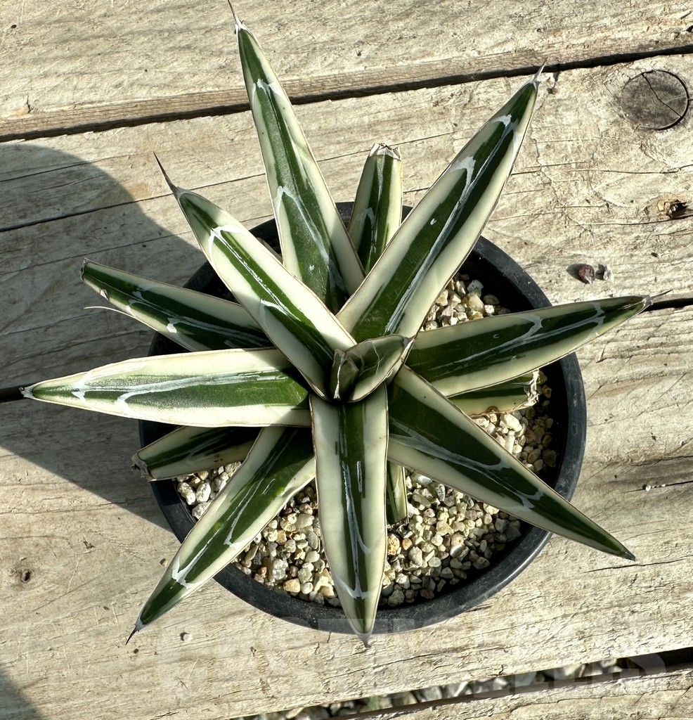SHPR32810 Agave victoriae-reginae ‘White Rhino’ - immagine 2