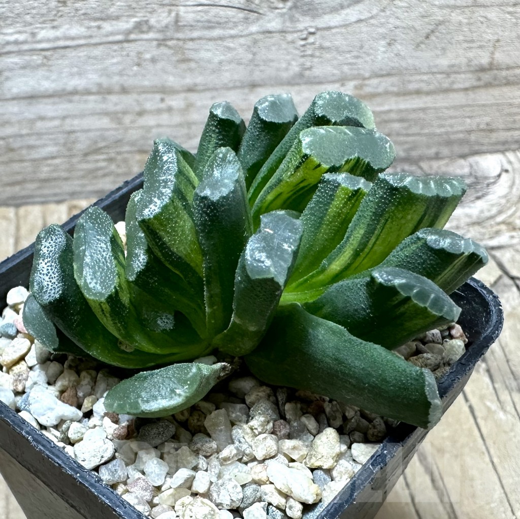 SHPR32811 Haworthia truncata f. variegata - Image 2