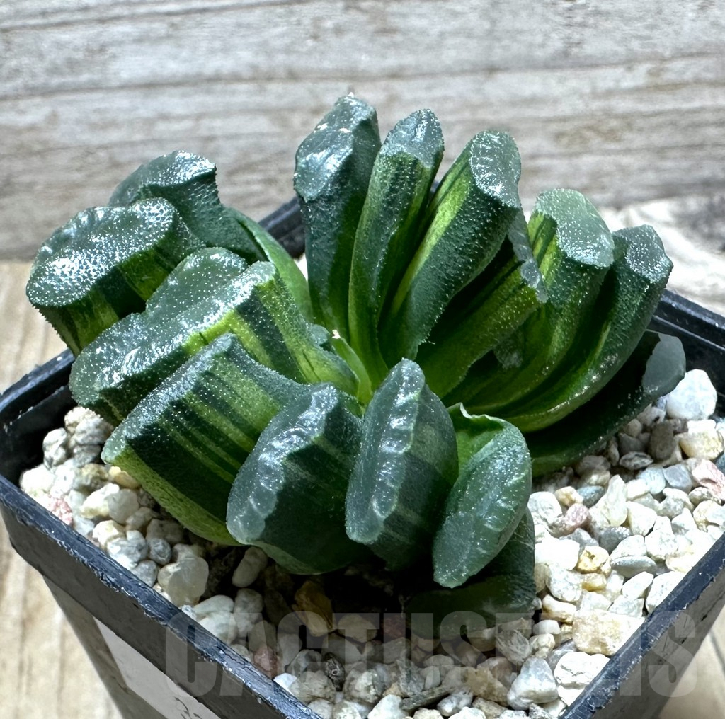 SHPR32811 Haworthia truncata f. variegata