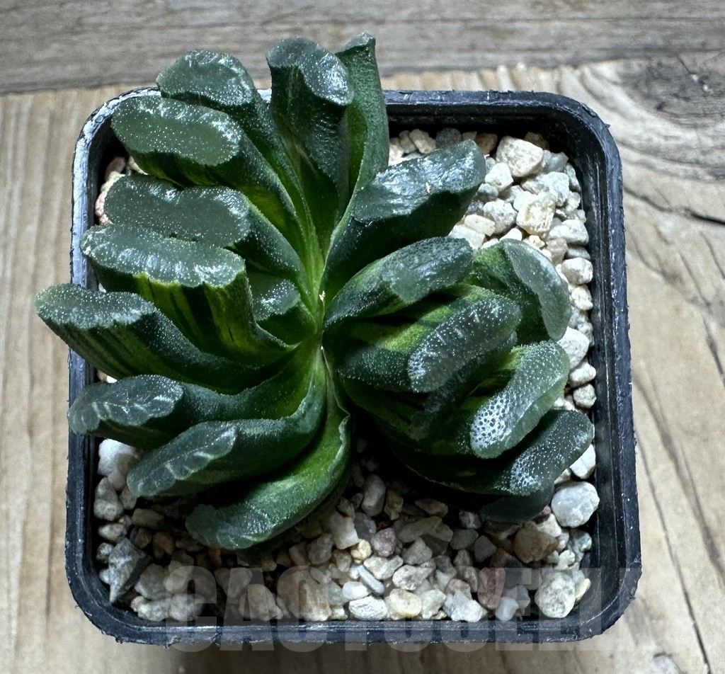 SHPR32811 Haworthia truncata f. variegata - Image 3