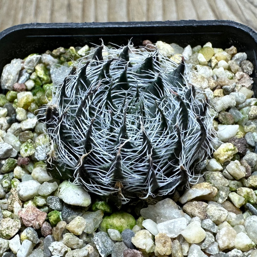 SHPR32812 Haworthia arachnoidea v. scabrispina