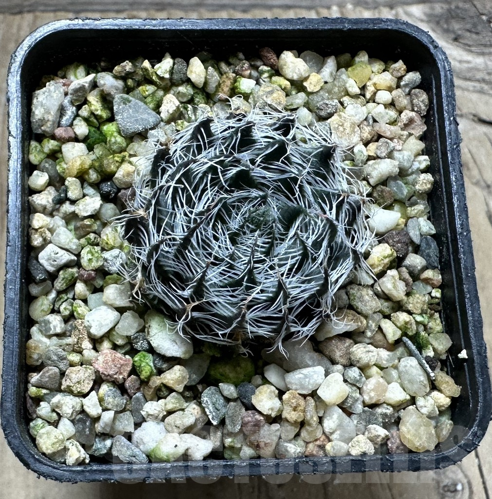 SHPR32812 Haworthia arachnoidea v. scabrispina - Image 2