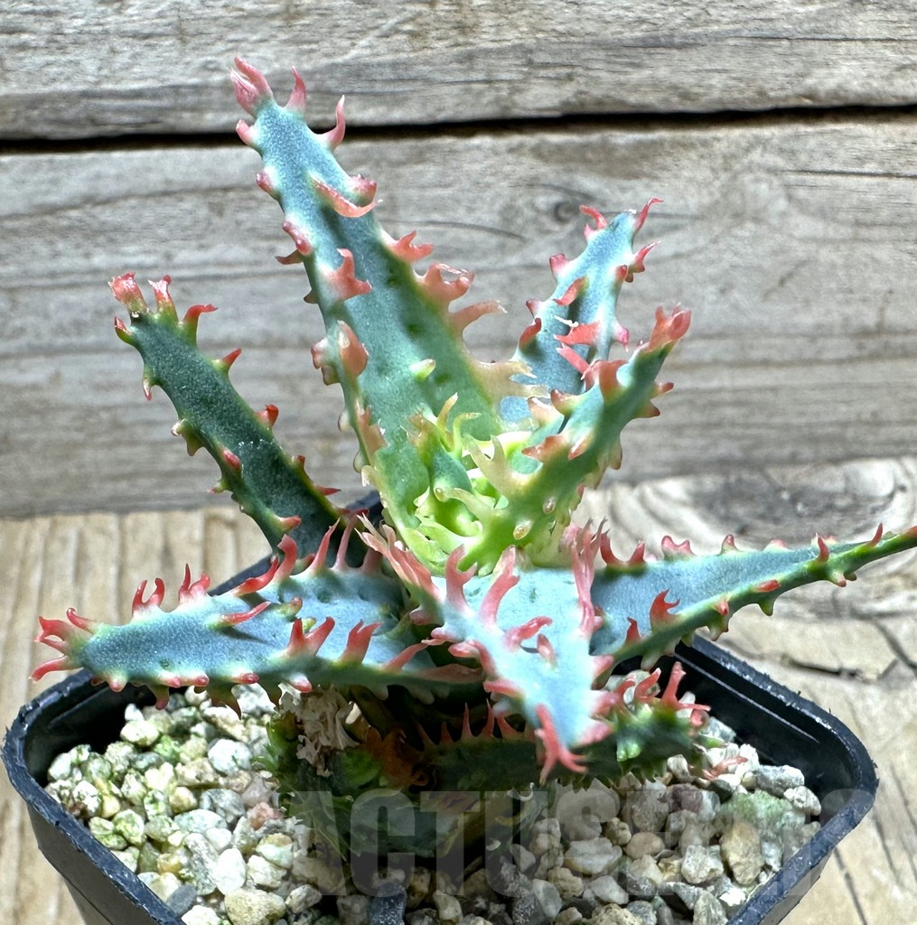 SHPR32813 Aloe TCT hybrid