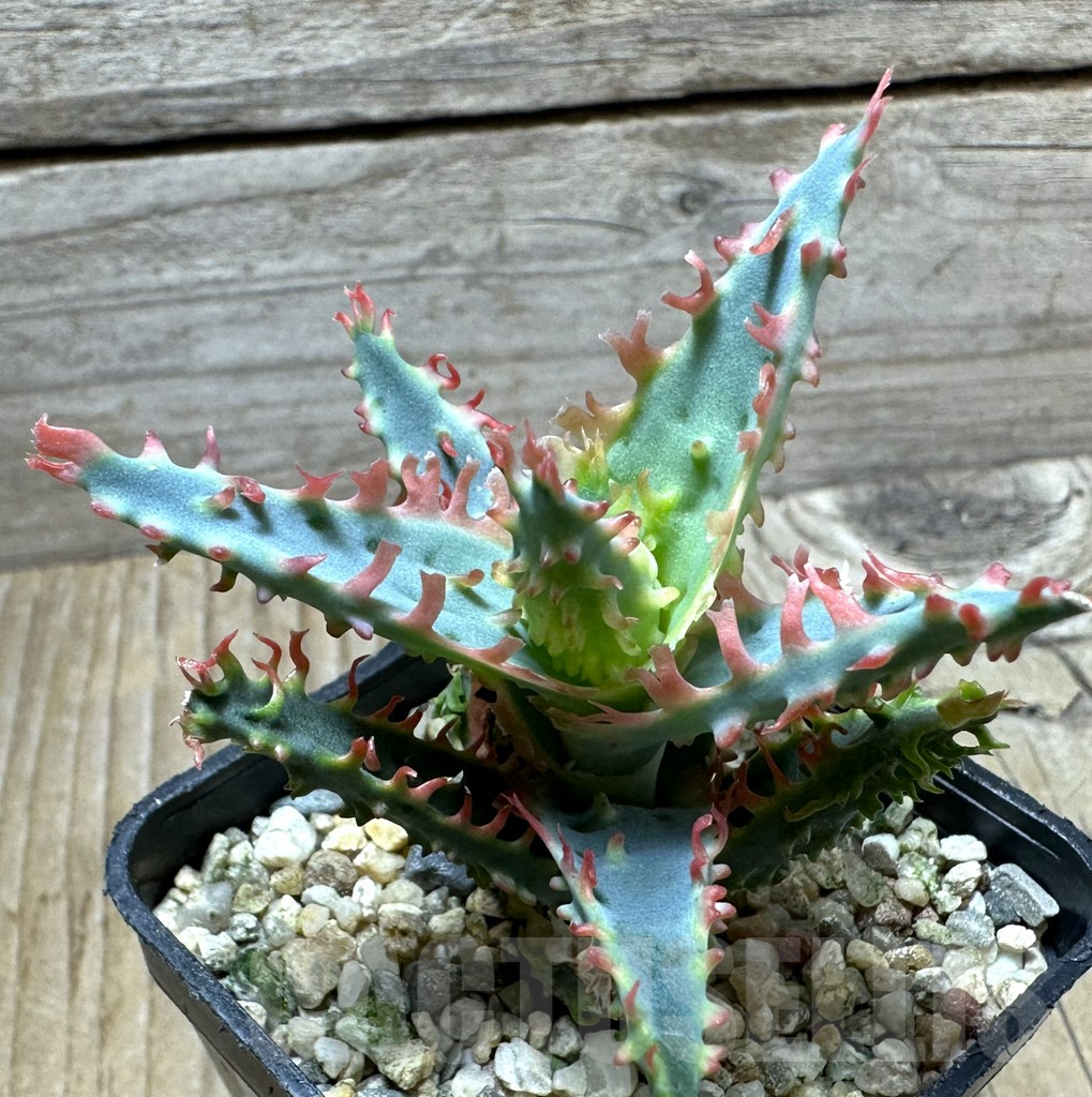 SHPR32813 Aloe TCT hybrid - Image 2