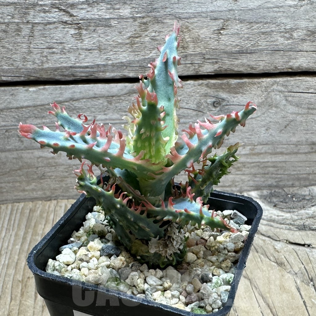 SHPR32813 Aloe TCT hybrid - Image 3
