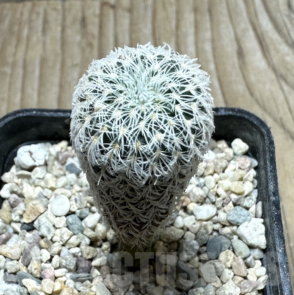 SHPR32815 Frailea densispina