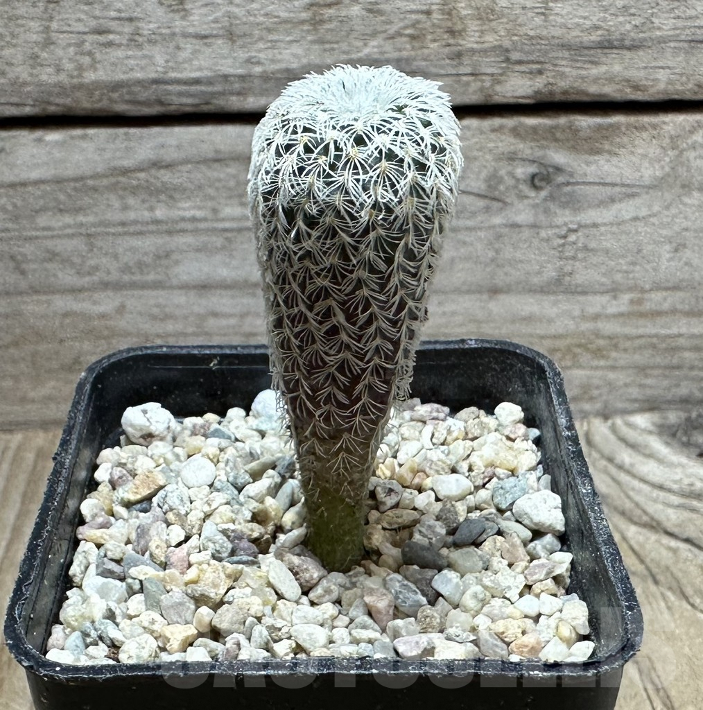 SHPR32815 Frailea densispina - Зображення 2