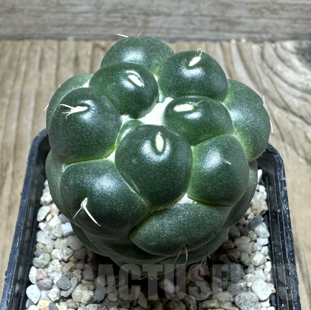 SHPR32819 Coryphantha elephantidens 'inermis' - Зображення 2