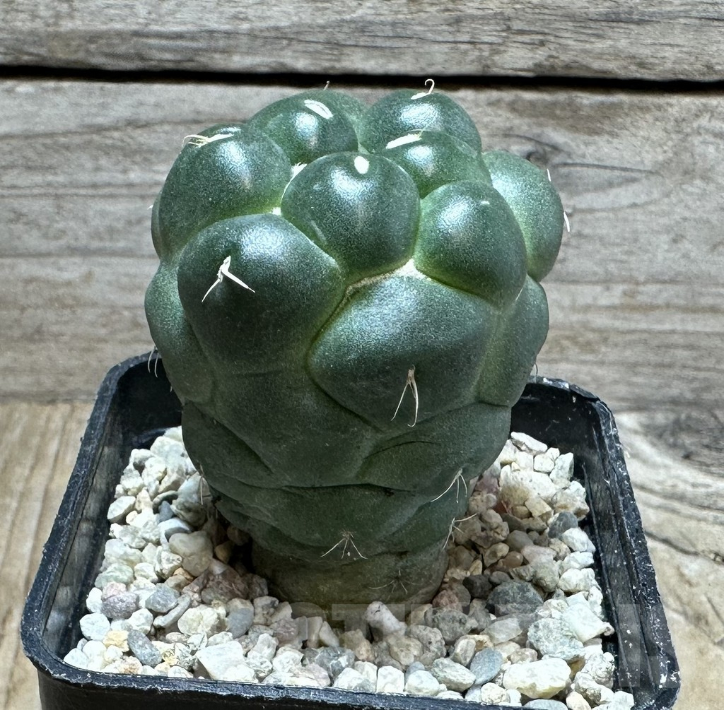 SHPR32819 Coryphantha elephantidens 'inermis' - Зображення 3