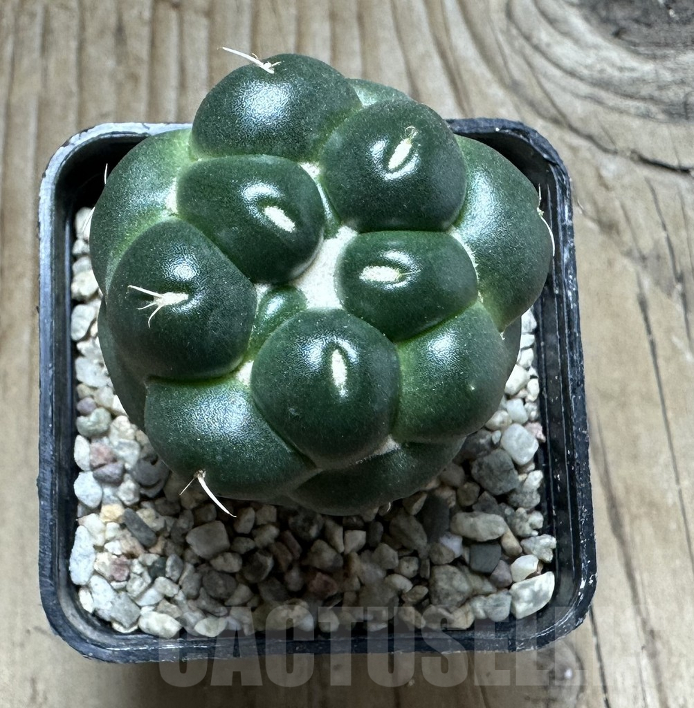 SHPR32819 Coryphantha elephantidens 'inermis' - Зображення 4