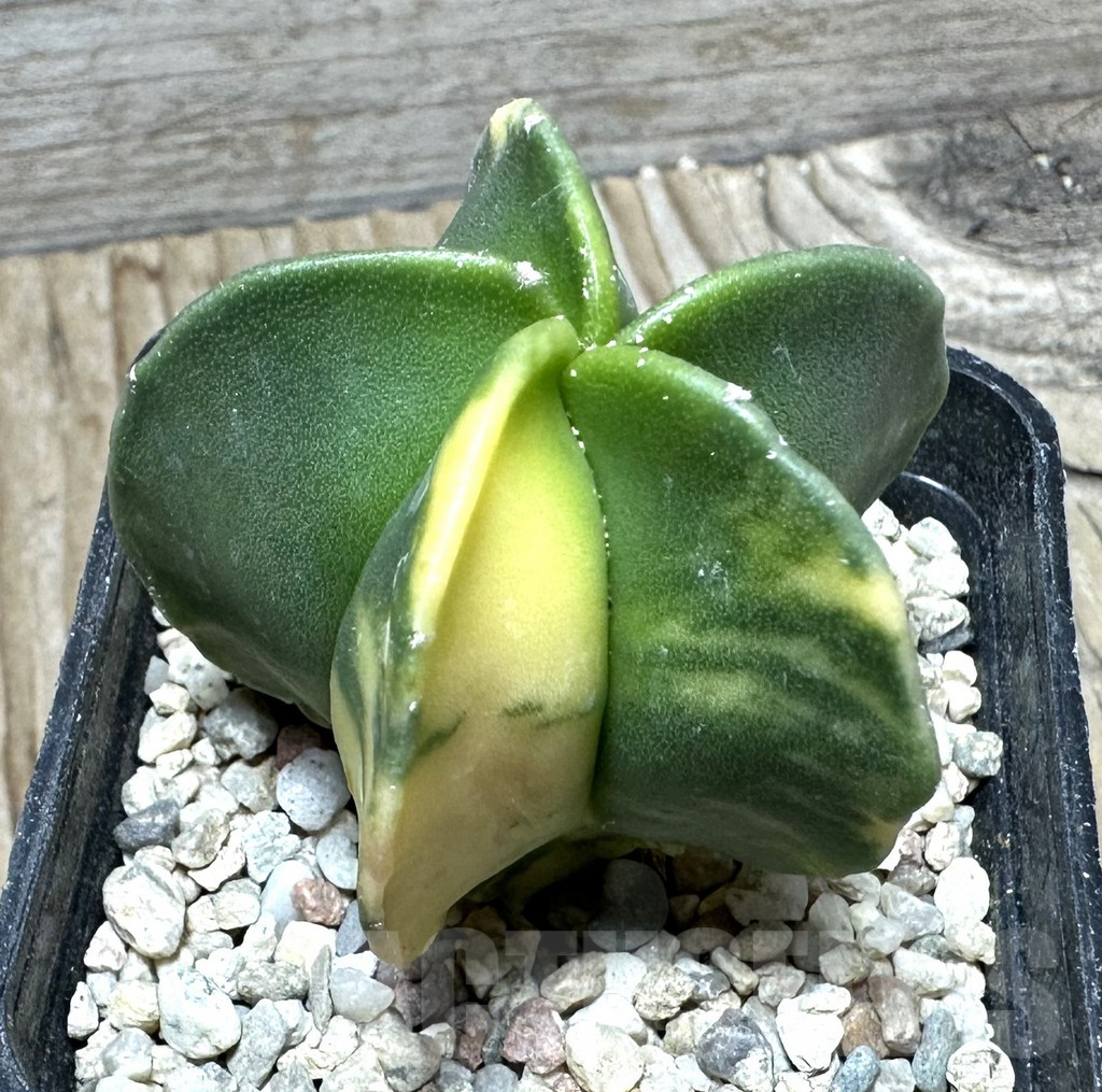 SHPR32824 Astrophytum myriostigma f. variegata