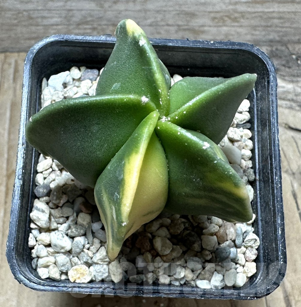 SHPR32824 Astrophytum myriostigma f. variegata - Зображення 2