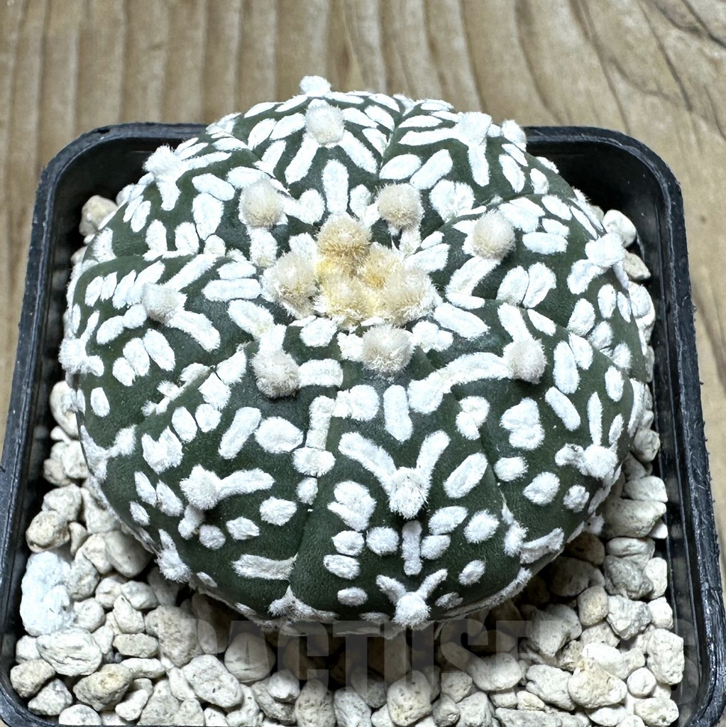 SHPR32825 Astrophytum asterias ‘Super Kabuto’ V-Type