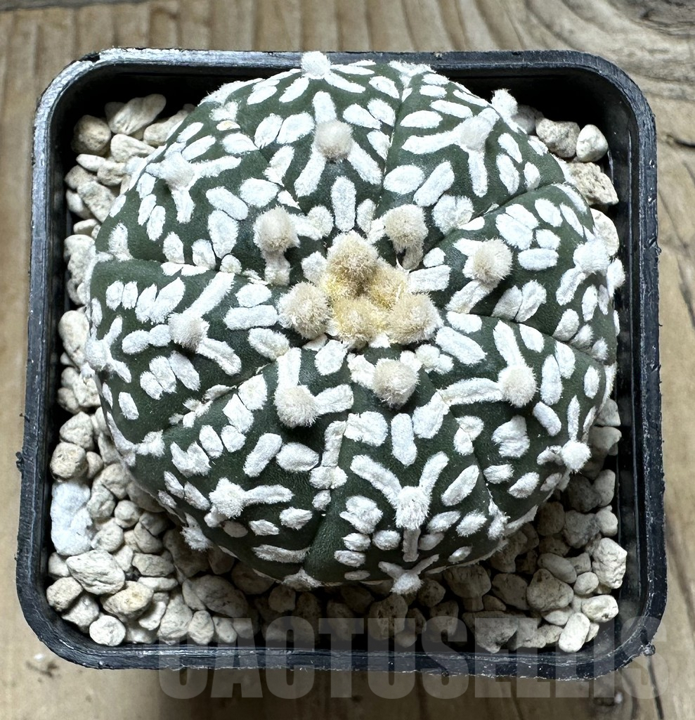 SHPR32825 Astrophytum asterias ‘Super Kabuto’ V-Type - Зображення 2