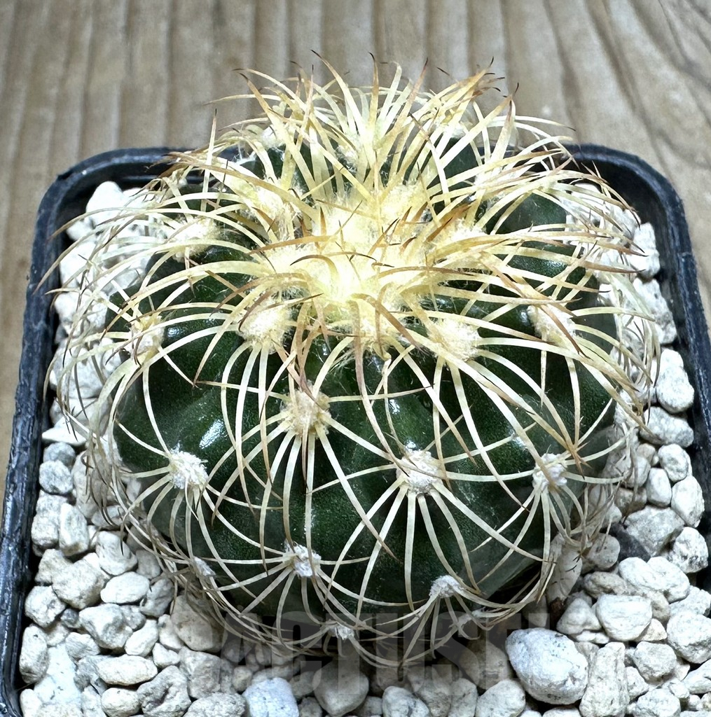 SHPR32833 Discocactus bahiensis