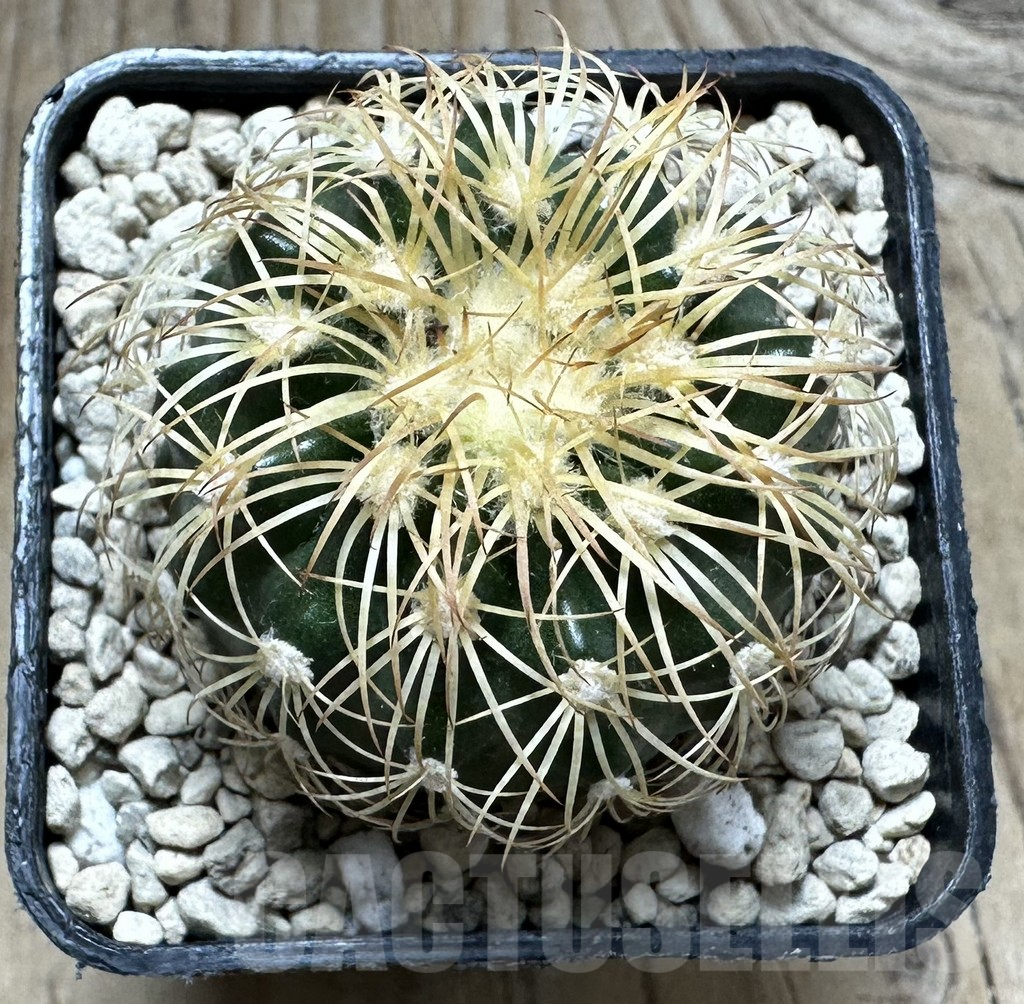SHPR32833 Discocactus bahiensis - Imagen 2