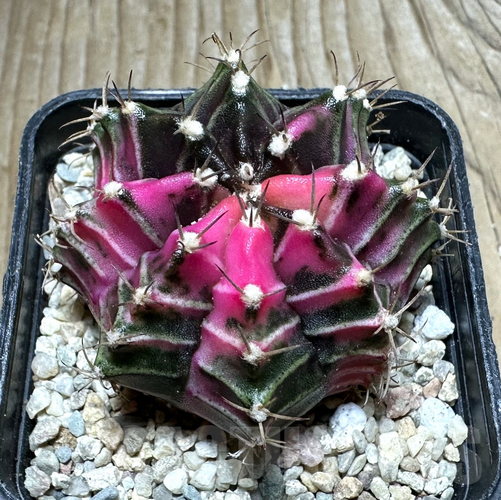 SHPR32838 Gymnocalycium mihanovichii f. variegata, seedling