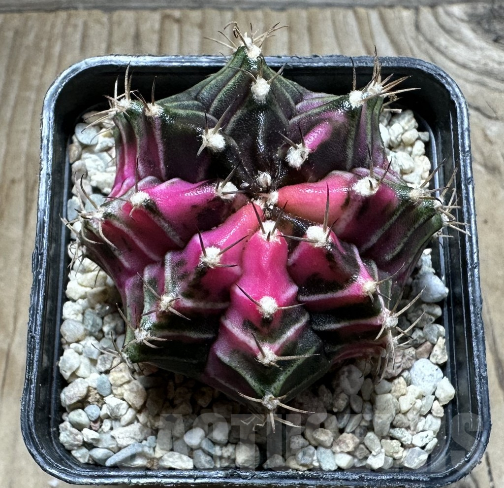 SHPR32838 Gymnocalycium mihanovichii f. variegata, seedling - 画像 (2)