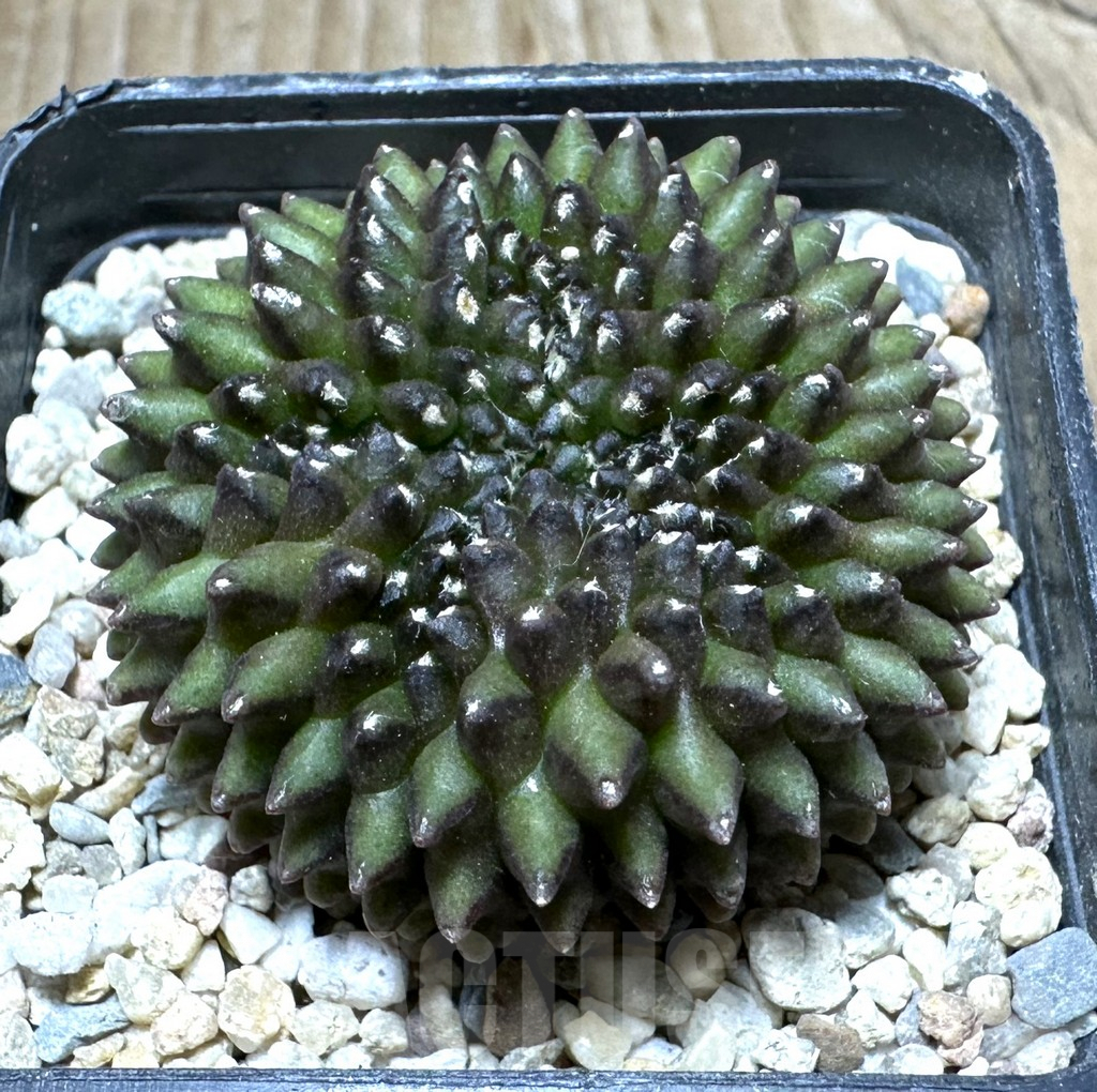 SHPR32848 Gymnocalycium mihanovichii ‘inermis’ f. cristata