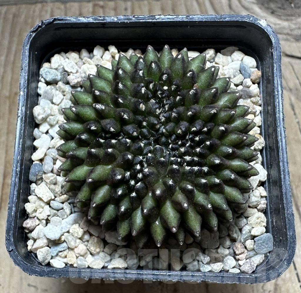 SHPR32848 Gymnocalycium mihanovichii ‘inermis’ f. cristata - 画像 (2)