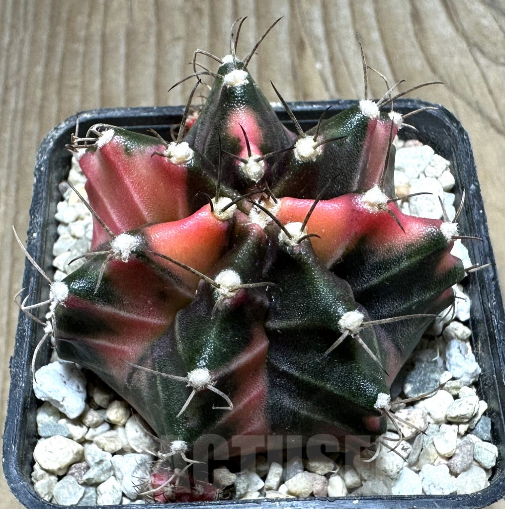 SHPR32850 Gymnocalycium mihanovichii ‘Papaya’