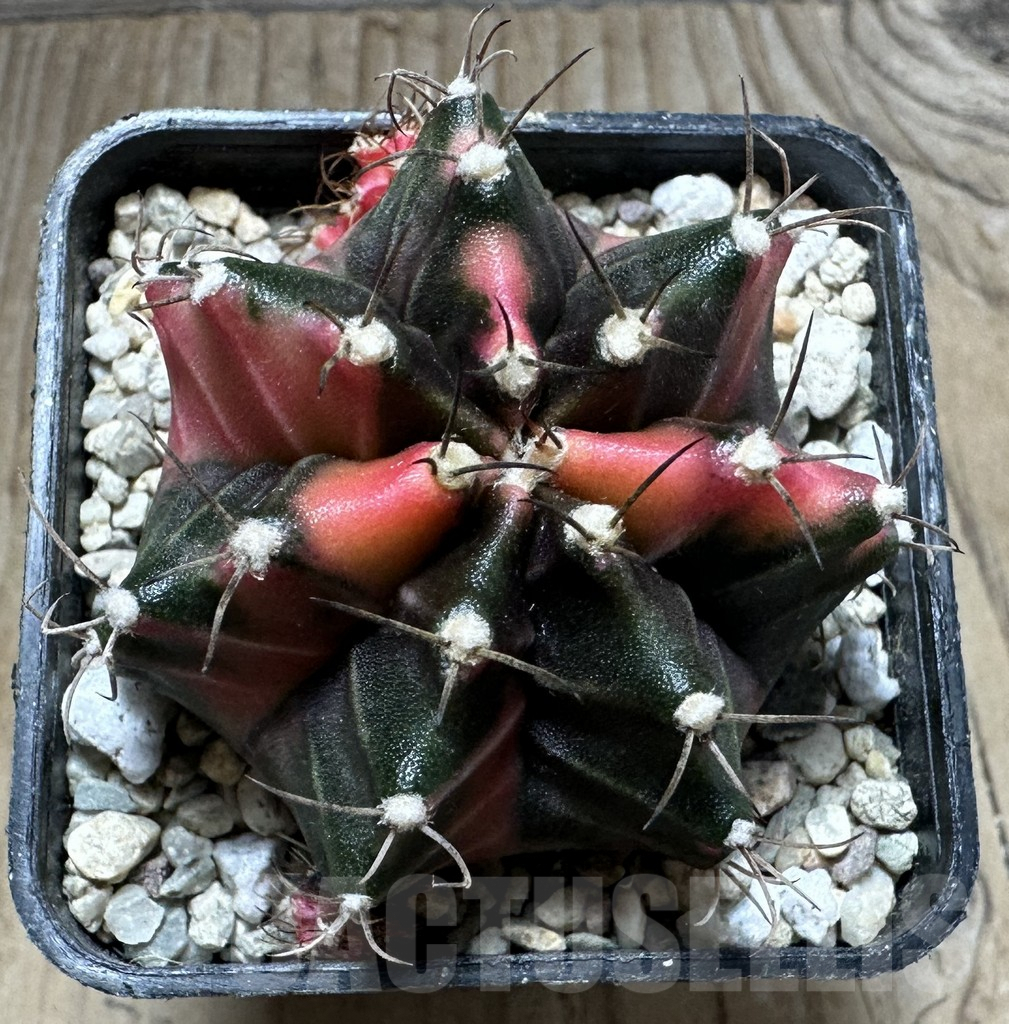 SHPR32850 Gymnocalycium mihanovichii ‘Papaya’ - immagine 2