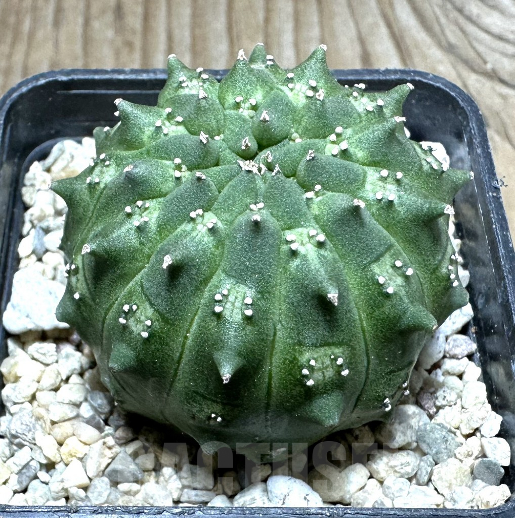 SHPR32909 Euphorbia gymnocalycioides