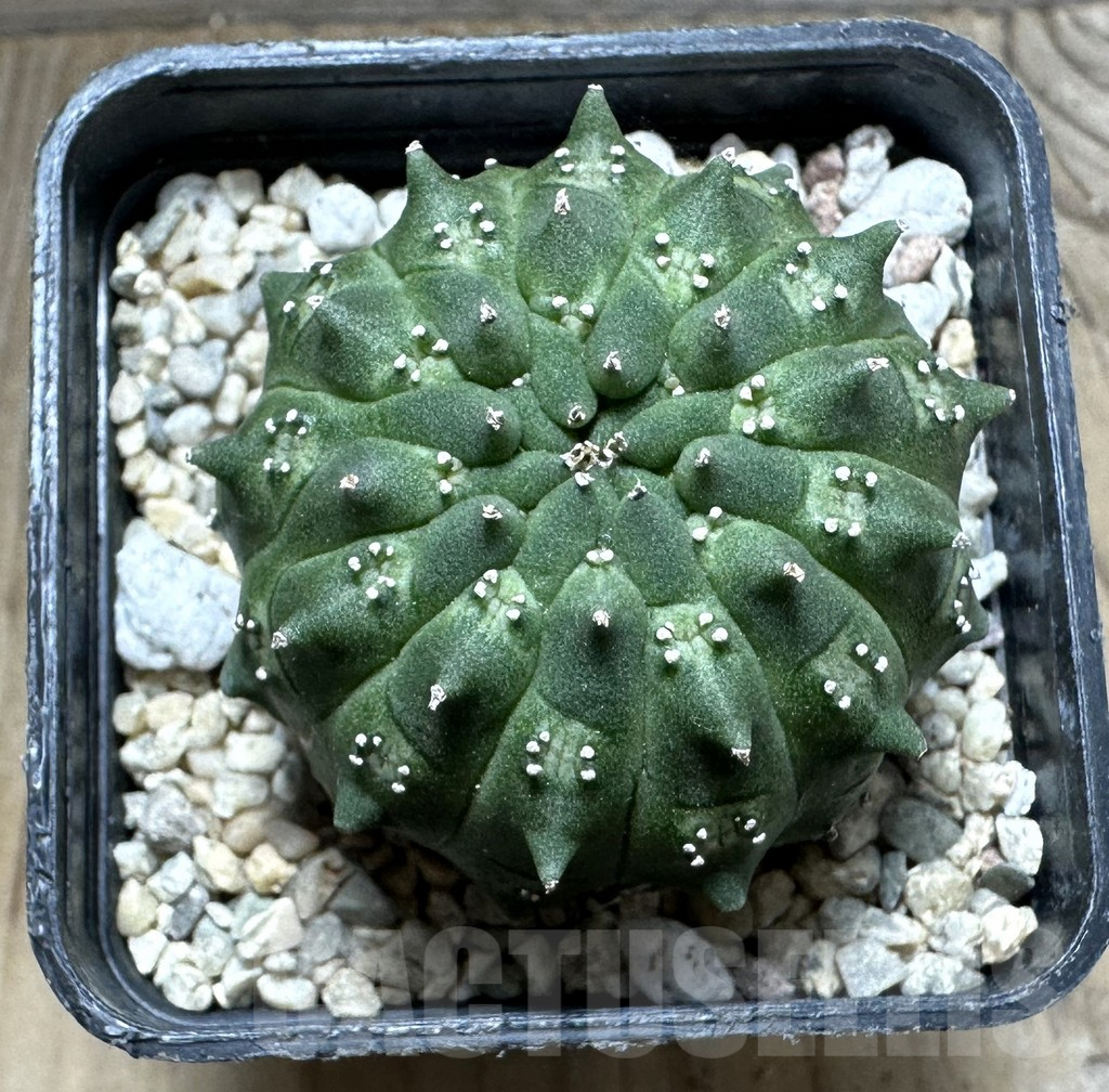 SHPR32909 Euphorbia gymnocalycioides – Bild 2