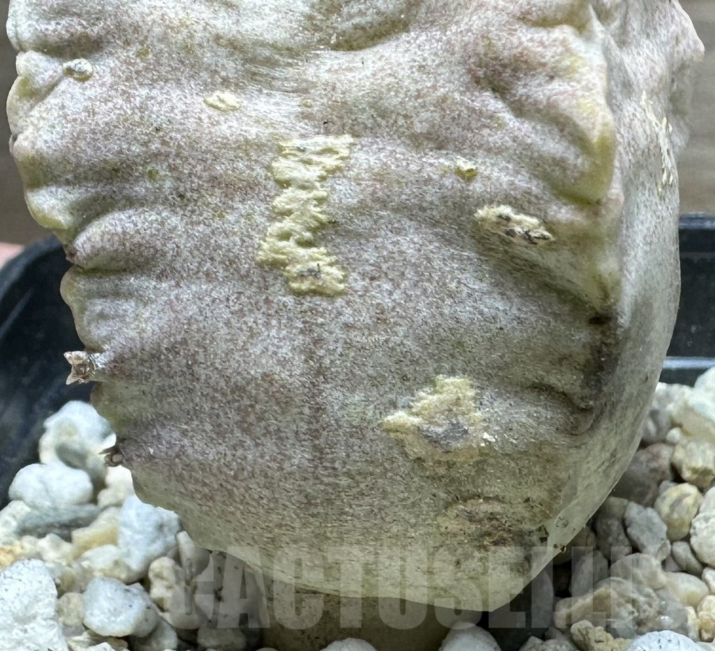 SHPR32910 Whitesloanea crassa – Bild 3