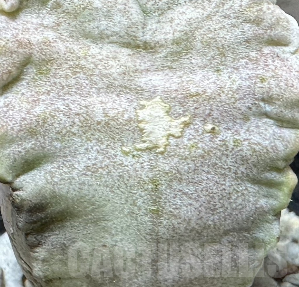 SHPR32910 Whitesloanea crassa – Bild 4