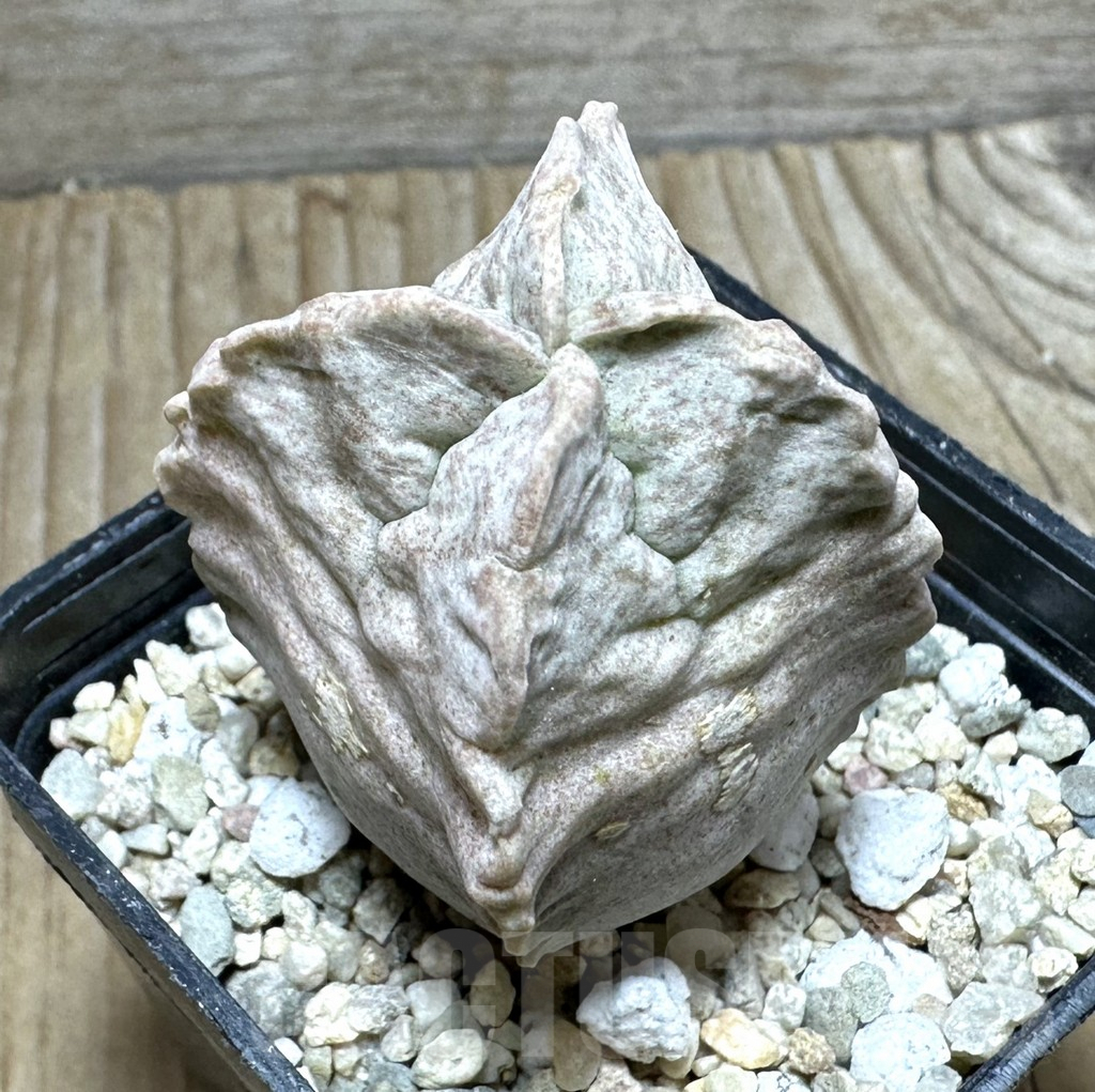 SHPR32910 Whitesloanea crassa