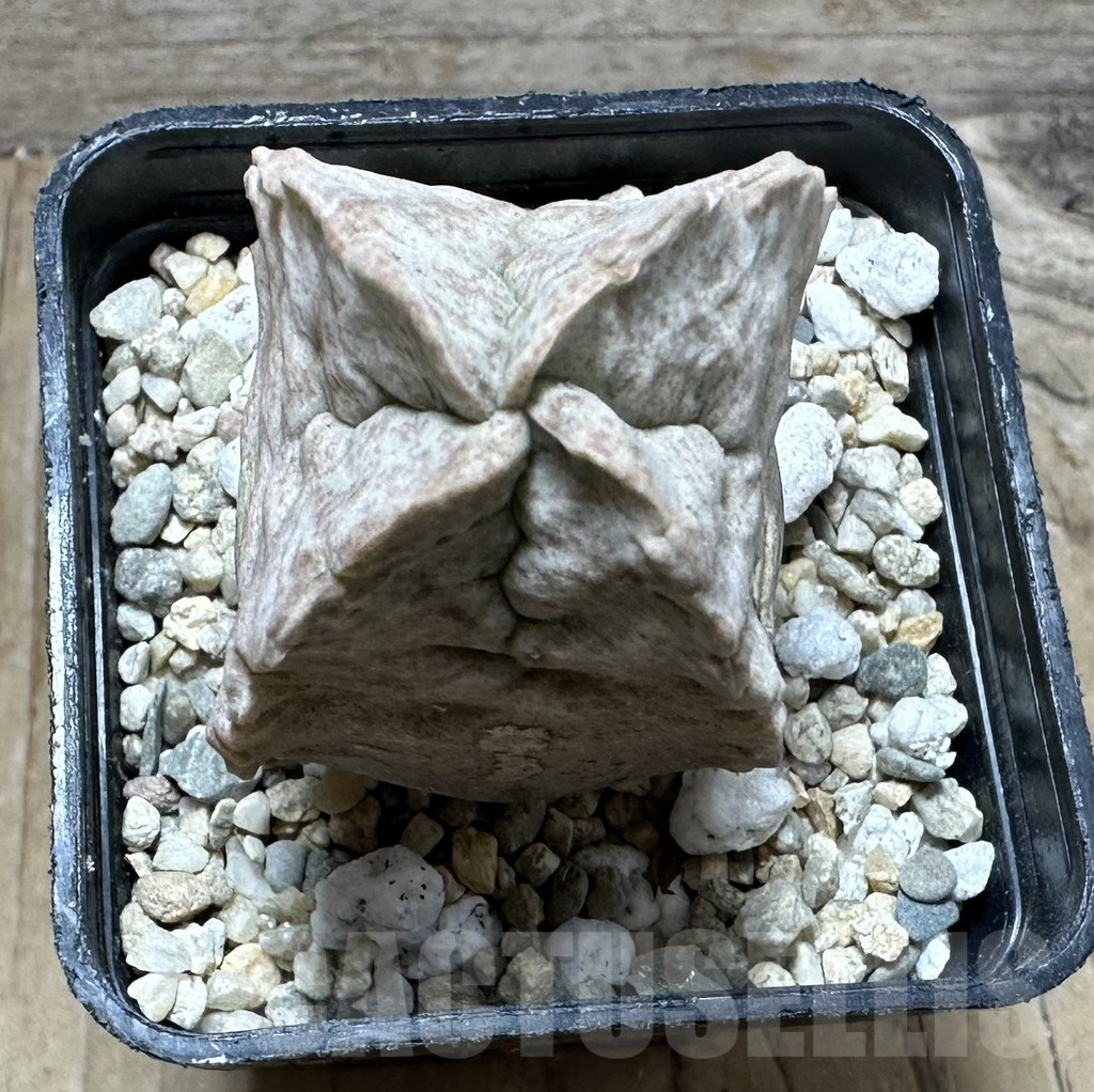 SHPR32910 Whitesloanea crassa – Bild 2