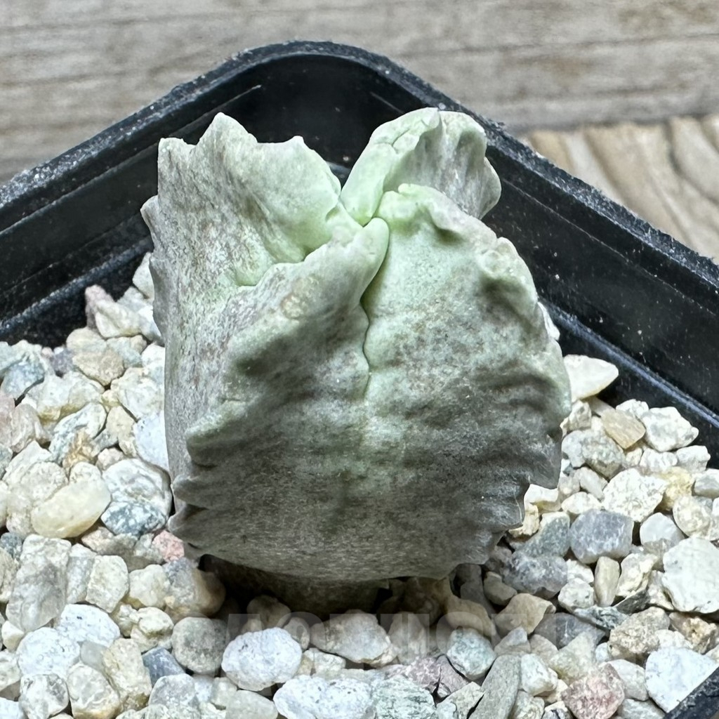 SHPR32912 Whitesloanea crassa