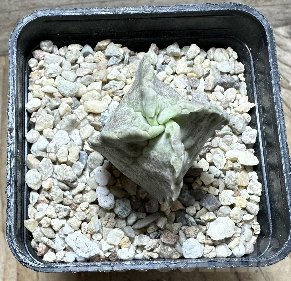 SHPR32912 Whitesloanea crassa - immagine 2