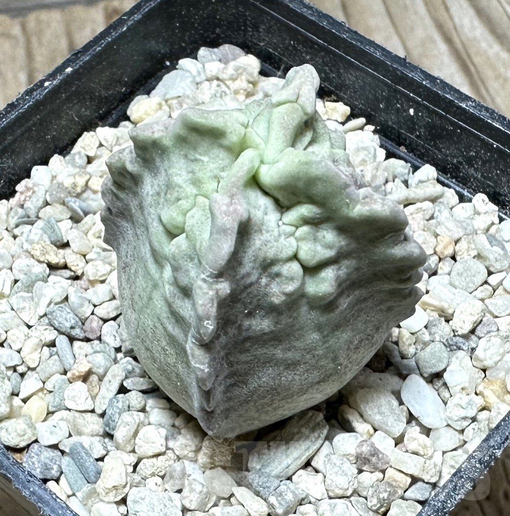 SHPR32913 Whitesloanea crassa