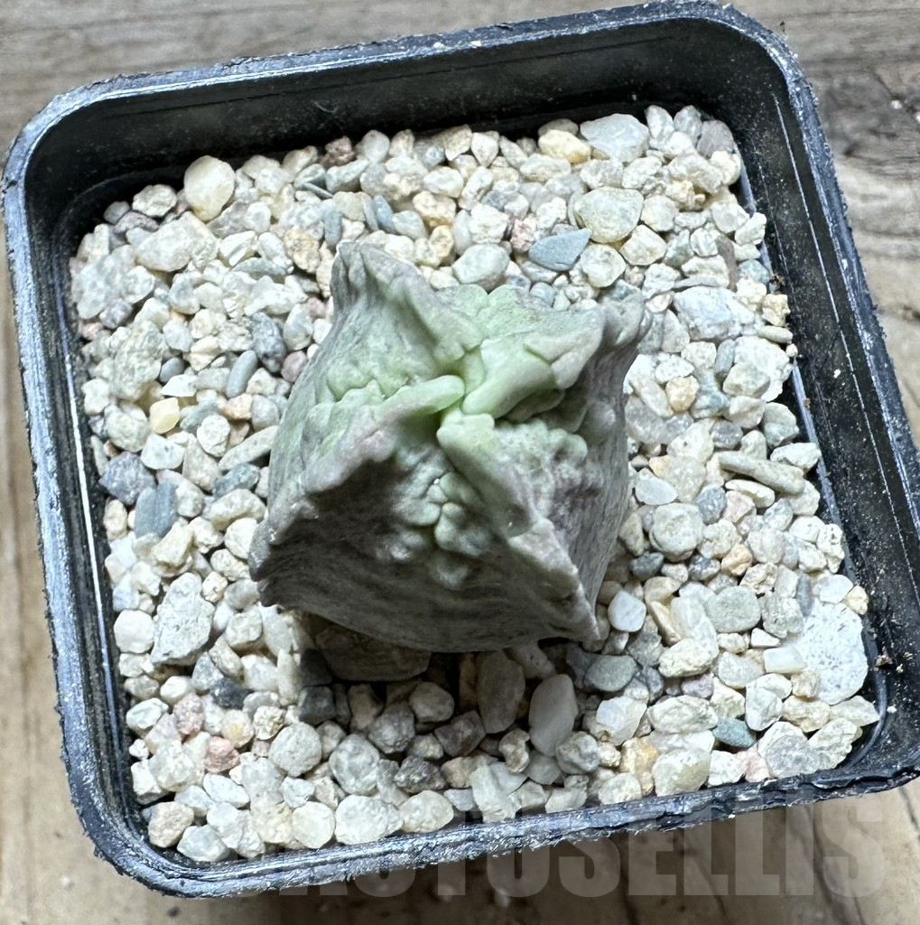 SHPR32913 Whitesloanea crassa - immagine 2