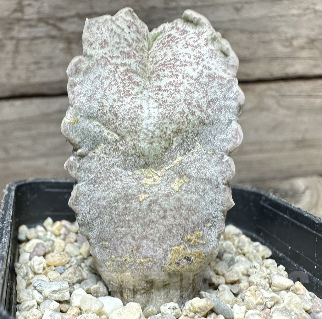 SHPR32914 Whitesloanea crassa - Obrázek 4